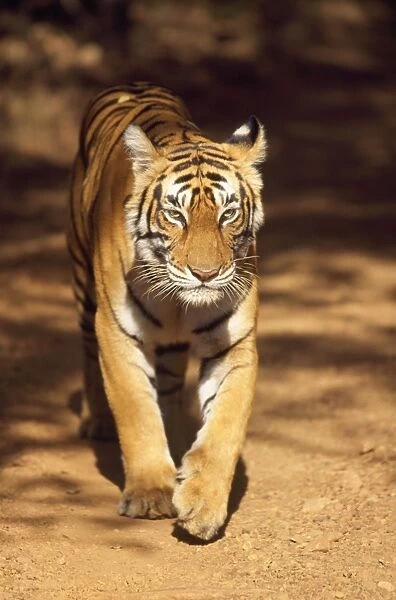 Tiger. CB-25. Tiger. Ranthambhore National Park, Rajasthan, India.