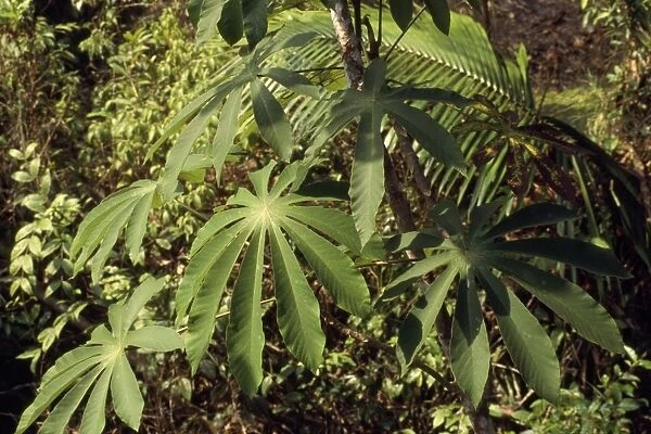 Cecropia Tree Amazonia, Brazil