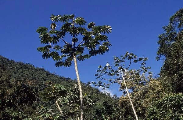 Cecropia Tree - in the cloud forest zone Manu National Park, Peru
