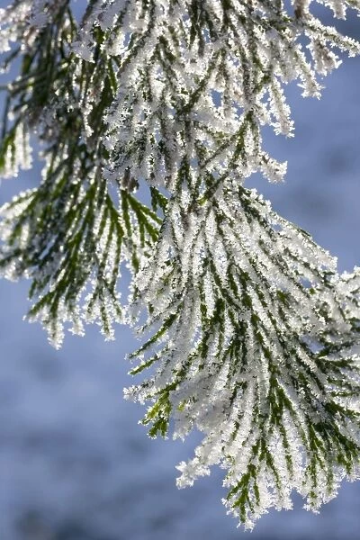 Cedar - covered in frost Order: Coniferales