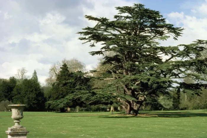 Framed Print : Cedar of Lebanon - a mature cedar of Lebanon showing relative size compared to a human Framed Print : Cedar of Lebanon - a mature cedar of Lebanon showing relative size compared to a human
