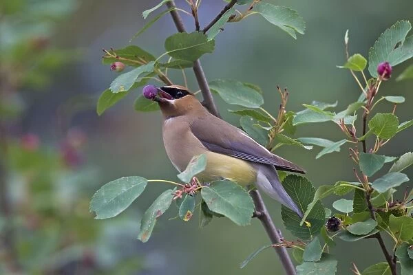 Cedar Waxwing adult eating a berry