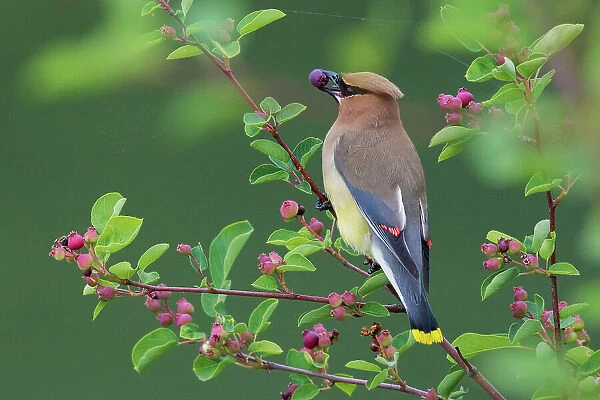 Cedar waxwing with berry Date: 20-06-2016
