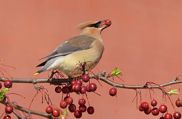 Cedar Waxwing - with berry in mouth - Connecticut - USA - in April
