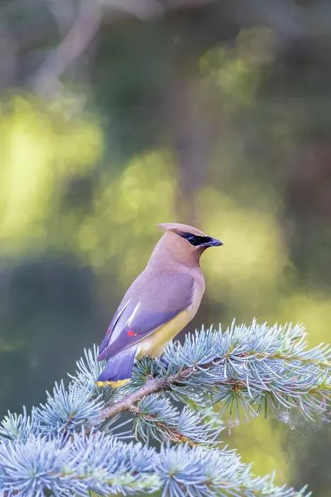 Framed Print : Cedar waxwing in blue atlas cedar tree, Marion County, Illinois. Date: 13-06-2021 Framed Print : Cedar waxwing in blue atlas cedar tree, Marion County, Illinois. Date: 13-06-2021