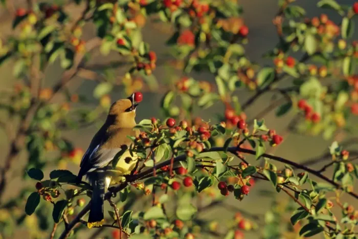 Framed Print : Cedar Waxwing - in crabapple tree. Montana, Western USA, Summer. B8059 Framed Print : Cedar Waxwing - in crabapple tree. Montana, Western USA, Summer. B8059