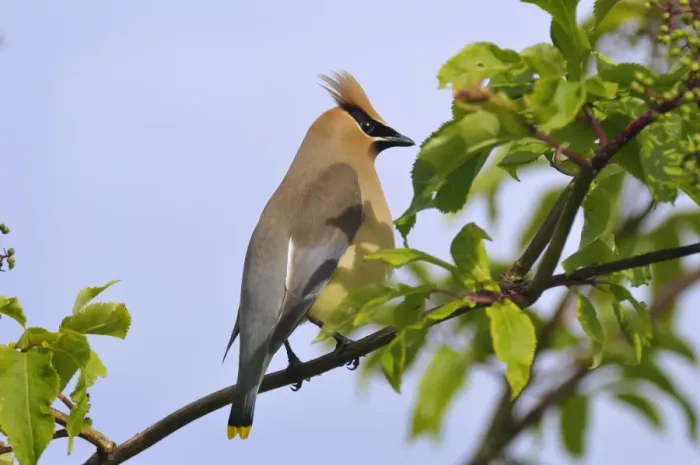 Framed Print : Cedar Waxwing - Montana - Western U. S. _D3C2641 Framed Print : Cedar Waxwing - Montana - Western U. S. _D3C2641