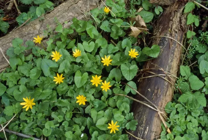 Framed Print : Celandine - on woodland floor - UK Framed Print : Celandine - on woodland floor - UK