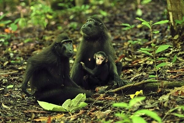 Celebes Crested Macaque  /  Crested Black Macaque  /  Sulawesi Crested Macaque  /  Black Ape - with baby - Tangkoko Nature Reserve - North Sulawesi - Indonesia