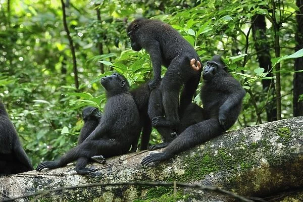 Celebes Crested Macaque  /  Crested Black Macaque  /  Sulawesi Crested Macaque  /  Black Ape - mating with other macaques around - Tangkoko Nature Reserve - North Sulawesi - Indonesia