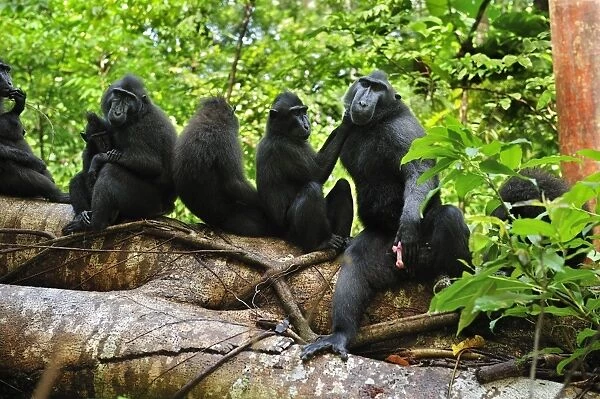 Celebes Crested Macaque  /  Crested Black Macaque  /  Sulawesi Crested Macaque  /  Black Ape - with baby - Tangkoko Nature Reserve - North Sulawesi - Indonesia