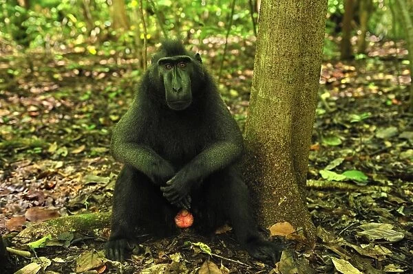 Celebes Crested Macaque  /  Crested Black Macaque  /  Sulawesi Crested Macaque  /  Black Ape - male showing genitalia - Tangkoko Nature Reserve - North Sulawesi - Indonesia