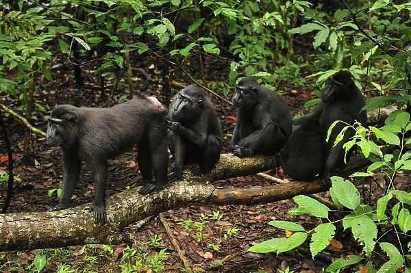 Celebes Crested Macaque  /  Crested Black Macaque  /  Sulawesi Crested Macaque  /  Black Ape - grooming - Tangkoko Nature Reserve - North Sulawesi - Indonesia
