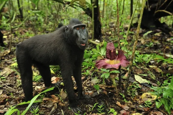 Framed Print : Celebes Crested Macaque / Crested Black Macaque / Sulawesi Crested Macaque / Black Ape - by Amorphophallus sp. flower - Tangkoko Nature Reserve - North Sulawesi - Indonesia Framed Print : Celebes Crested Macaque / Crested Black Macaque / Sulawesi Crested Macaque / Black Ape - by Amorphophallus sp. flower - Tangkoko Nature Reserve - North Sulawesi - Indonesia