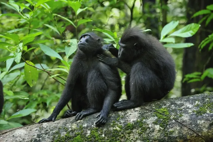 Framed Print : Celebes Crested Macaque / Crested Black Macaque / Sulawesi Crested Macaque / Black Ape - grooming - Tangkoko Nature Reserve - North Sulawesi - Indonesia Framed Print : Celebes Crested Macaque / Crested Black Macaque / Sulawesi Crested Macaque / Black Ape - grooming - Tangkoko Nature Reserve - North Sulawesi - Indonesia