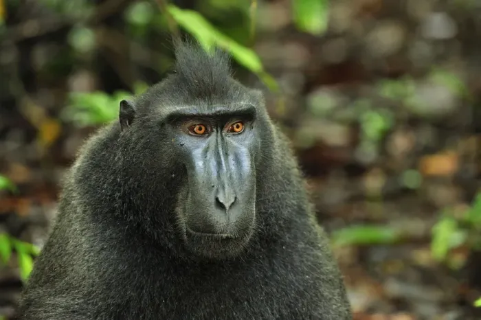 Framed Print : Celebes Crested Macaque  /  Crested Black Macaque  /  Sulawesi Crested Macaque  /  Black Ape - juvenile - Tangkoko Nature Reserve - North Sulawesi - Indonesia