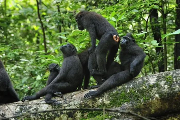 Framed Print : Celebes Crested Macaque / Crested Black Macaque / Sulawesi Crested Macaque / Black Ape - mating with other macaques around - Tangkoko Nature Reserve - North Sulawesi - Indonesia Framed Print : Celebes Crested Macaque / Crested Black Macaque / Sulawesi Crested Macaque / Black Ape - mating with other macaques around - Tangkoko Nature Reserve - North Sulawesi - Indonesia