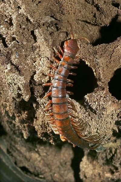Centipede. WAT-10688. Centipede. Mayotte