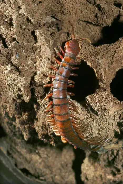Framed Print : Centipede. WAT-10688. Centipede. Mayotte Framed Print : Centipede. WAT-10688. Centipede. Mayotte