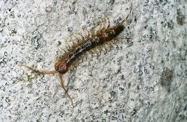 Centipede Lithobiomorpha
