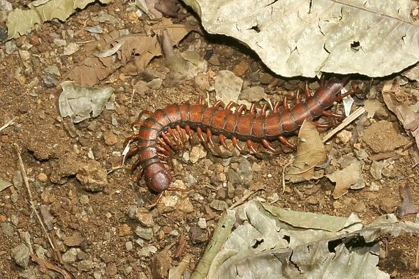 Centipede Mayotte Island Indian Ocean
