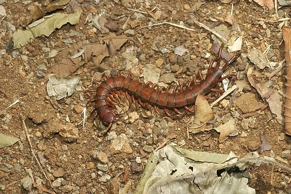 Centipede Mayotte Island Indian Ocean