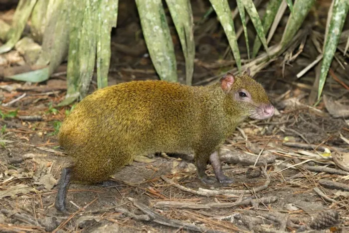 Framed Print : Central American Agouti Belize Framed Print : Central American Agouti Belize