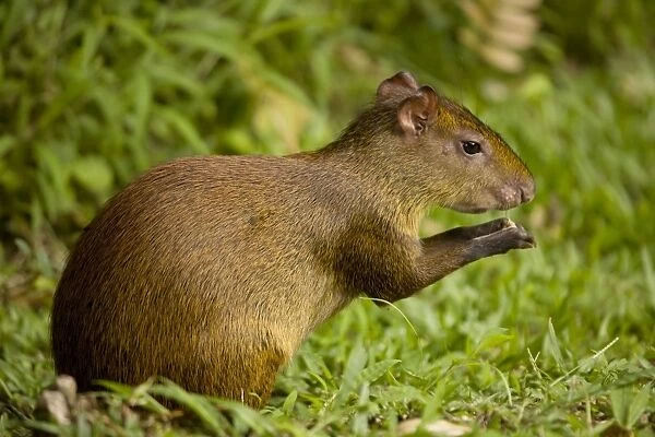 Central American Agouti - Rodent - Tropical Rainforest - Costa Rica