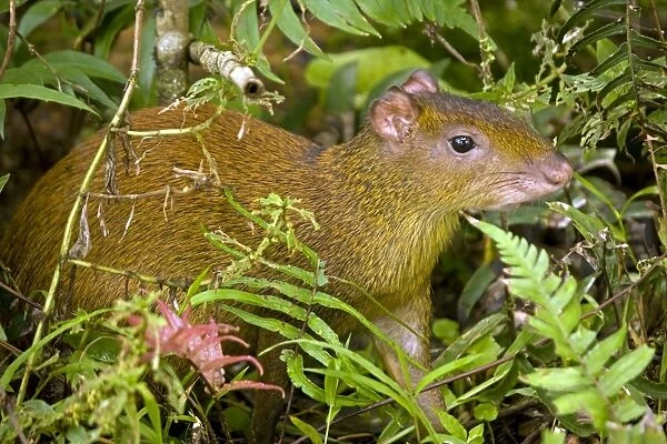 Central American Agouti - Rodent - Tropical Rainforest - Costa Rica