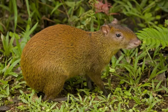 Framed Print : Central American Agouti - Rodent - Tropical Rainforest - Costa Rica Framed Print : Central American Agouti - Rodent - Tropical Rainforest - Costa Rica