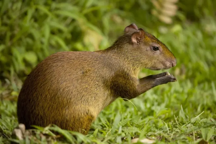 Framed Print : Central American Agouti - Rodent - Tropical Rainforest - Costa Rica Framed Print : Central American Agouti - Rodent - Tropical Rainforest - Costa Rica