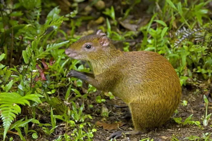 Framed Print : Central American Agouti - Rodent - Tropical Rainforest - Costa Rica Framed Print : Central American Agouti - Rodent - Tropical Rainforest - Costa Rica
