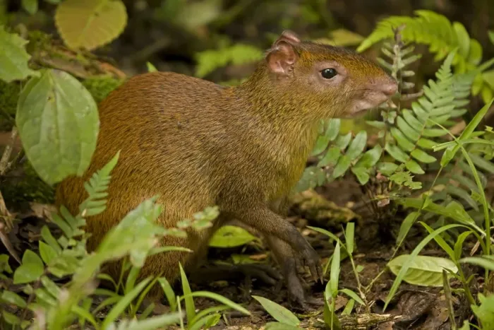 Framed Print : Central American Agouti - Rodent - Tropical Rainforest - Costa Rica Framed Print : Central American Agouti - Rodent - Tropical Rainforest - Costa Rica