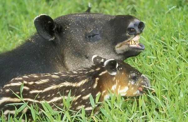 Central American Tapir Adult with young, Costa Rica
