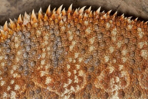 Central  /  Inland  /  Yellow-headed Bearded Dragon - detail of skin - Australia