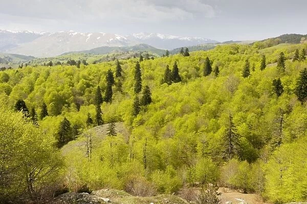 The central Pindos Mountains in spring, looking north from the Katara Pass over forests of Beech and Greek Fir - north Greece