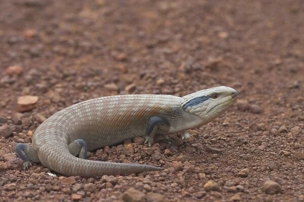 Centralian Blue Tongue Skink - Somewhat aggressive and when threatened will thrust out its blue tongue and adjust its posture to appear larger and more formidable