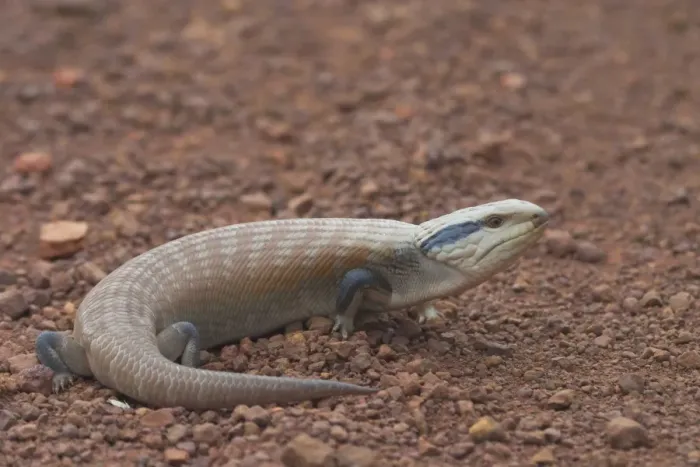 Framed Print : Centralian Blue Tongue Skink - Somewhat aggressive and when threatened will thrust out its blue tongue and adjust its posture to appear larger and more formidable Framed Print : Centralian Blue Tongue Skink - Somewhat aggressive and when threatened will thrust out its blue tongue and adjust its posture to appear larger and more formidable