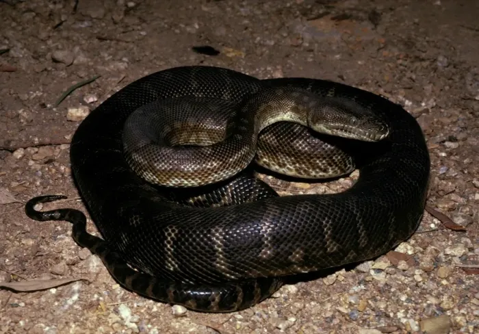 Framed Print : Centralian carpet python - has heat sensory pits. Can reach 2. 5 metres Framed Print : Centralian carpet python - has heat sensory pits. Can reach 2. 5 metres