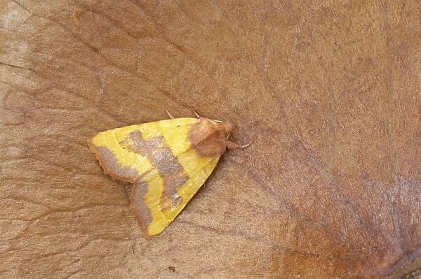 Centre Barred Sallow Moth Atethmia centrago Essex, UK IN000449