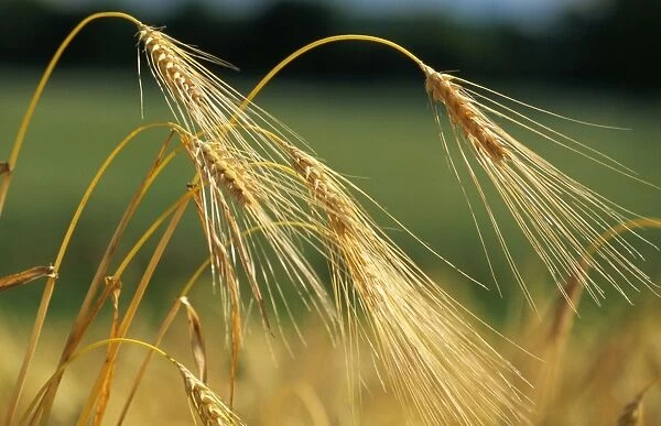 Cereal-Barley