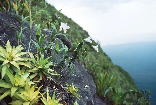Cerro Autana, endemic white orchid (Orchidaceae), Amazonas territory, Venezuela, South America