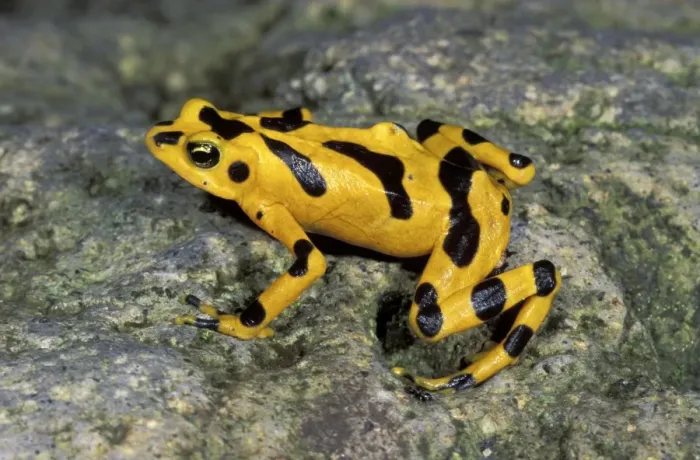 Framed Print : Cerro Campana Stubfoot Toad / Golden Arrow Poison Frog - El Valle de Anton - Panama Framed Print : Cerro Campana Stubfoot Toad / Golden Arrow Poison Frog - El Valle de Anton - Panama