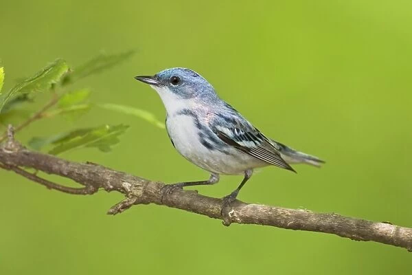 Cerulean Warbler on breeding terriroty in spring. May in Connecticut, USA