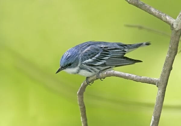 Cerulean Warbler Connecticut, USA