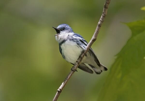 Cerulean Warbler Connecticut, USA