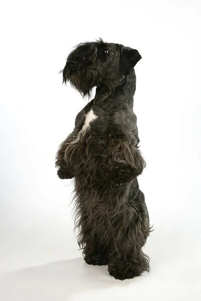 Cesky Terrier - on hind legs