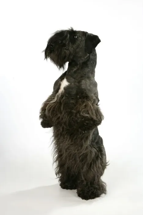 Framed Print : Cesky Terrier - on hind legs Framed Print : Cesky Terrier - on hind legs