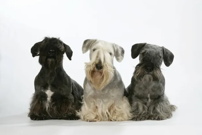 Framed Print : Cesky Terriers - three Framed Print : Cesky Terriers - three