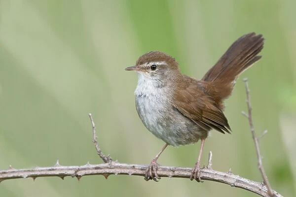 Cettis Warbler. RD-29. Cetti's Warbler. Tuscany - Italy